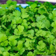 ਸਰਦੀ ਖਾਂਸੀ ਤੋਂ ਰਾਹਤ ਪਾਉਣ ਲਈ ਖਾਓ ਧਨੀਆ, ਹੋਰ ਵੀ ਬਿਮਾਰੀਆਂ ਦਾ ਇਲਾਜ