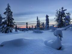 सर्दियां आते ही ये जानवर बदल लेते हैं अपना रंग, जानिए इसके पीछे की साइंस