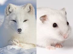 सर्दियां आते ही ये जानवर बदल लेते हैं अपना रंग, जानिए इसके पीछे की साइंस