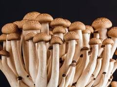 Mushroom Farming: ਮਸ਼ਰੂਮ ਦੀ ਖੇਤੀ ਤੁਹਾਨੂੰ ਬਣਾ ਦੇਵੇਗੀ ਮਾਲਾਮਾਲ, ਇਨ੍ਹਾਂ ਗੱਲਾਂ ਦਾ ਰੱਖੋ ਖਾਸ ਧਿਆਨ