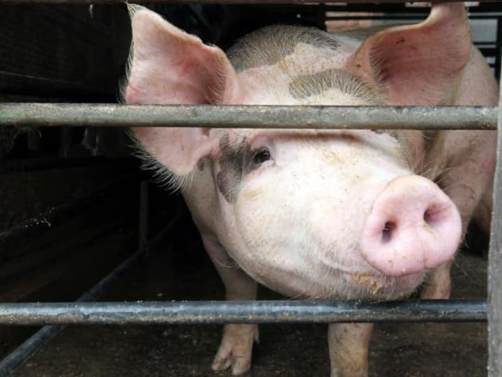 हांगकांग में 900 सुअरों को दी जाएगी दर्दनाक मौत, जानें क्या है वजह?