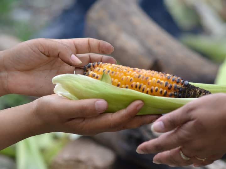 Health benefits of corn : हिवाळ्यात मका खाणे फायदेशीर का? जाणून घ्या त्यामागचे कारण