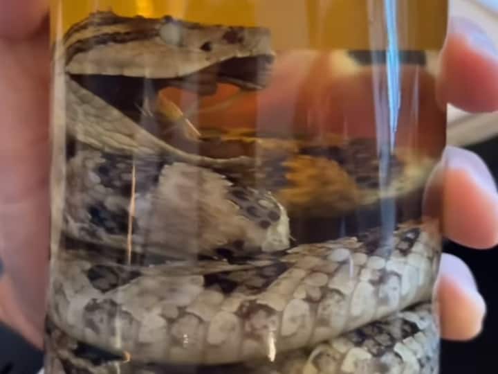 Habushu Japans Snake Whiskey watch viral video of Whiskey with snake Watch: शराब की बोतल में सांप, इस स्नेक व्हिस्की को देखकर हैरत में पड़े लोग