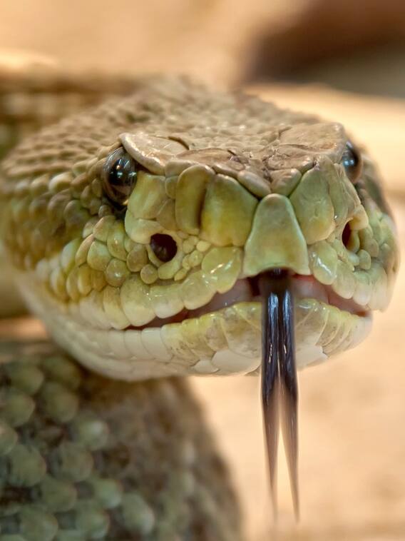 अगर सांप खुद का जहर पी ले तो क्या होगा?