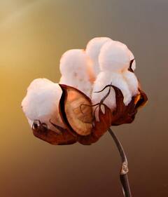 अवकाळी पावसाचा कापसाला फटका, दरात घसरण