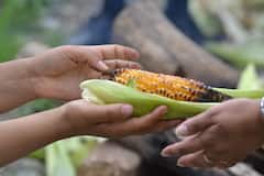 Health benefits of corn : हिवाळ्यात मका खाणे फायदेशीर का? जाणून घ्या त्यामागचे कारण