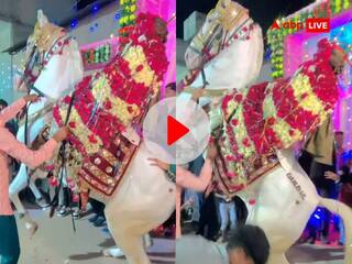 Video: दूल्हे को बैठाकर ले जा रहा था घोड़ा, हवा में उठाकर करने लगा अजीब हरकत, लोग बोले- 'अभी तो मिलन की रात...'