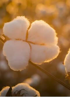 अवकाळी पावसाचा कापसाला फटका, दरात घसरण