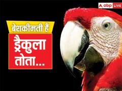 ड्रैकुला तोता पीते हैं खून? जानिए क्यों ये हैं इतने बेशकीमती