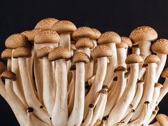 मशरूम की खेती बना देगी आपको मालामाल, इन बातों का रखना होगा खास ध्यान