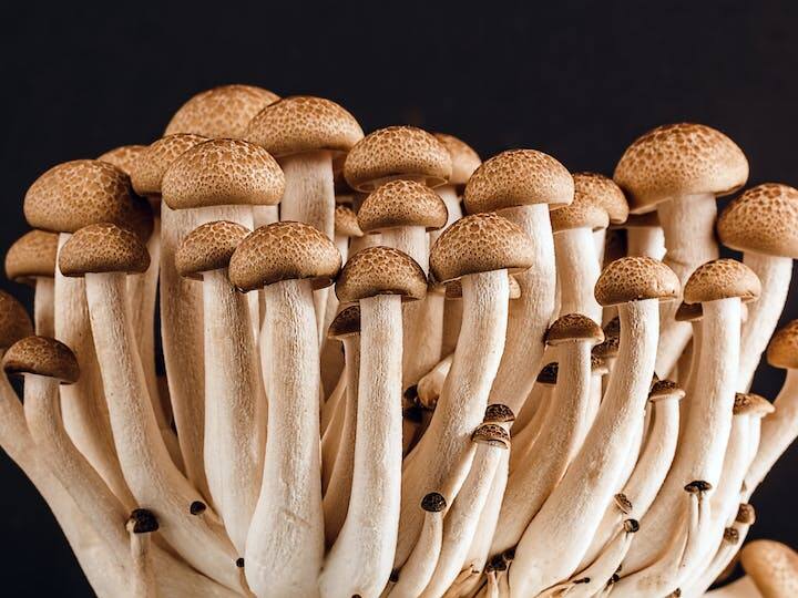 मशरूम बेहद ही ज्यादा पौष्टिक और स्वादिष्ट होता. इसे दुनिया भर में लोग पसंद करते हैं. मशरूम की खेती के लिए ज्यादा जगह की जरूरत नहीं होती है. आप इसे कम जगह और कम लागत में उगा सकते हैं. इसकी बाजार में डिमांड भी काफी अधिक है.