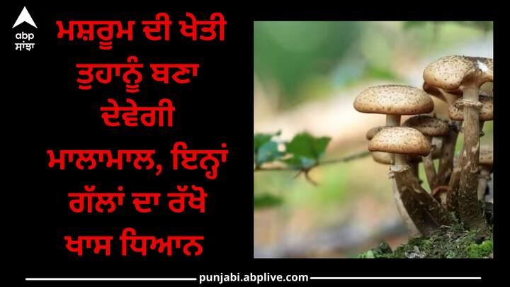 Mushroom Farming: ਜੇਕਰ ਤੁਸੀਂ ਮਸ਼ਰੂਮ ਦੀ ਕਾਸ਼ਤ ਕਰਕੇ ਮੁਨਾਫਾ ਕਮਾਉਣਾ ਚਾਹੁੰਦੇ ਹੋ ਤਾਂ ਇਹ ਖਬਰ ਤੁਹਾਡੇ ਲਈ ਬਹੁਤ ਜ਼ਰੂਰੀ ਹੈ। ਬਾਜ਼ਾਰ 'ਚ ਇਸ ਦੀ ਕਾਫੀ ਮੰਗ ਹੈ।