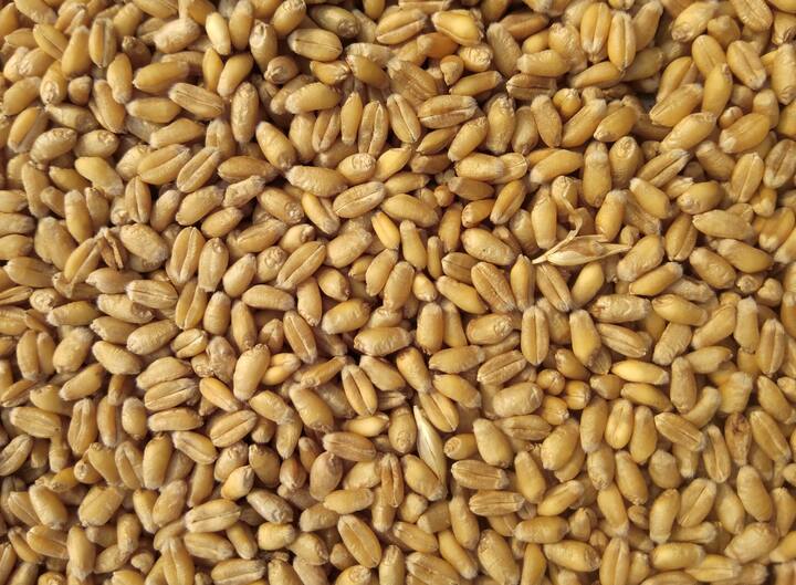 தேவையான பொருட்கள் : 25 பேரிச்சம்பழம், ஒன்றரை கப் சூடான பால், ஒன்றரை கப் காய்கறி எண்ணெய், 1 கப் கோதுமை மாவு, அரை டீஸ்பூன் பேக்கிங் பவுடர், 1 டீஸ்பூன் பேக்கிங் சோடா, கொஞ்சம் வால்நட்ஸ்