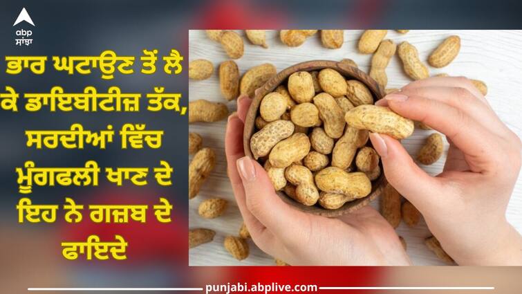 Eating Peanuts: For weight loss to diabetes, these amazing benefits of eating peanuts in winter Eating Peanut: ਭਾਰ ਘਟਾਉਣ ਤੋਂ ਲੈ ਕੇ ਡਾਇਬੀਟੀਜ਼ ਤੱਕ, ਸਰਦੀਆਂ ਵਿੱਚ ਮੂੰਗਫਲੀ ਖਾਣ ਦੇ ਇਹ ਨੇ ਗਜ਼ਬ ਦੇ ਫਾਇਦੇ