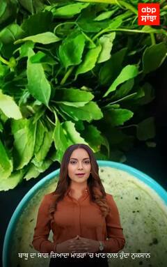 Lifestyle News। ਬਾਥੂ ਦਾ ਜ਼ਿਆਦਾ ਸੇਵਨ ਸਰੀਰ ਲਈ ਨੁਕਸਾਨਦਾਇਕ!