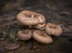 Mushroom Farming: ਮਸ਼ਰੂਮ ਦੀ ਖੇਤੀ ਤੁਹਾਨੂੰ ਬਣਾ ਦੇਵੇਗੀ ਮਾਲਾਮਾਲ, ਇਨ੍ਹਾਂ ਗੱਲਾਂ ਦਾ ਰੱਖੋ ਖਾਸ ਧਿਆਨ