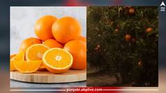 Health Tips: ਸਰਦੀਆਂ ਵਿੱਚ ਬਹੁਤ ਜ਼ਿਆਦਾ ਸੰਤਰੇ ਖਾਂਦੇ ਹੋ ਤਾਂ ਇਨ੍ਹਾਂ ਨੂੰ ਬਿਲਕੁਲ ਵੀ ਨਾ ਖਾਓ, ਜਾਣੋ ਕਿਉਂ