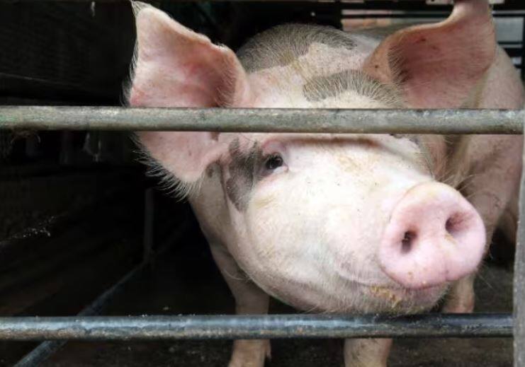 swine fever outbreak in hong kong 900 pigs will be given death no sos on pork consumption Swine Fever Outbreak: ਹਾਂਗਕਾਂਗ 'ਚ 900 ਸੂਰਾਂ ਨੂੰ ਦਿੱਤੀ ਜਾਵੇਗੀ ਦਰਦਨਾਕ ਮੌਤ, ਜਾਣੋ ਕੀ ਹੈ ਕਾਰਨ ?