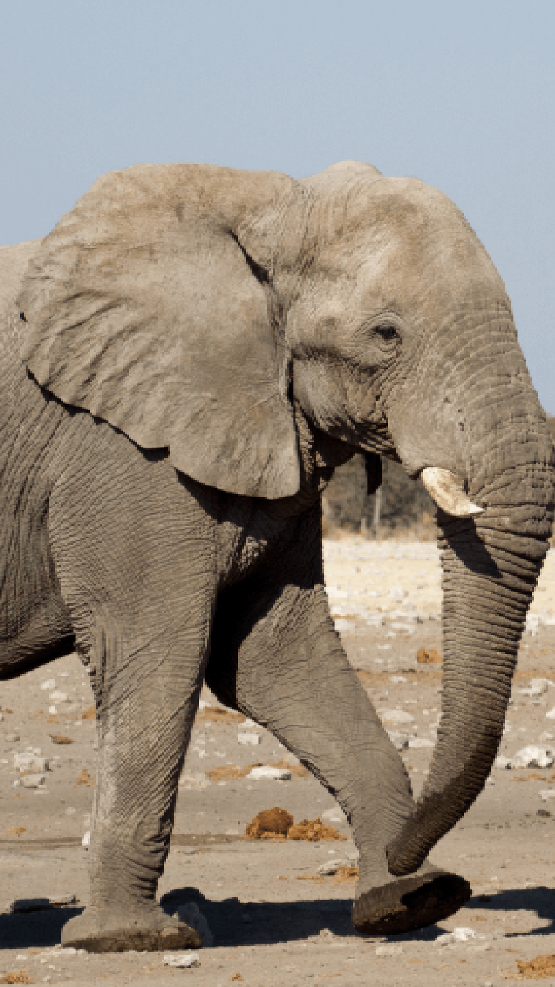 Why do elephants have tusks, big ears and long trunks?