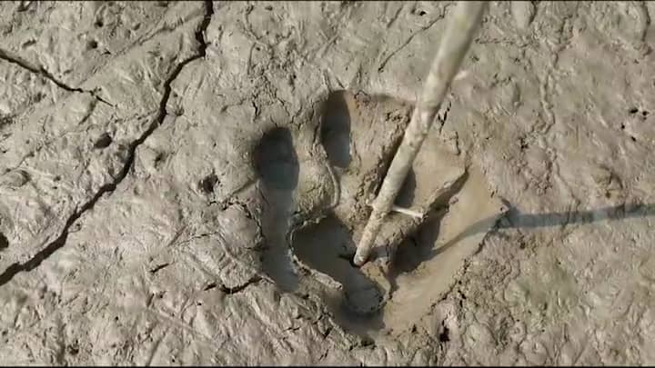 বন দফতর সূত্রে জানানো হয়েছে, সব রকম সতর্কতা নেওয়া হয়েছে, প্রাথমিকভাবে অনুমান এটা বাঘের পায়ের ছাপ। তবে তা টাটকা নাকি পুরনো, তা খতিয়ে দেখার পাশাপাশি কোন পথে আসা-যাওয়া করেছে তা খতিয়ে দেখা হচ্ছে।
