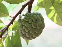 Health: ਆਇਰਨ ਦੀ ਕਮੀ ਨੂੰ ਦੂਰ ਕਰਨਾ ਹੈ ਤਾਂ ਖਾਓ ਇਹ ਫਲ, ਮਿਲਦਾ ਸਭ ਤੋਂ ਵੱਧ ਆਇਰਨ