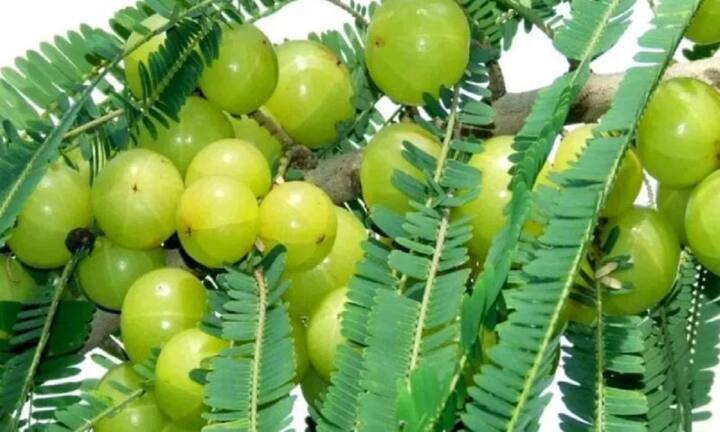 आवळा हे पचन आणि हृदयाच्या आरोग्यासाठी देखील चांगले आहे.