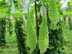 Health Tips : 'या' 3 भाज्या कडू पण आरोग्यासाठी वरदान; त्वचेसाठीही गुणकारी