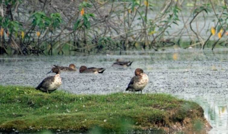 Rare species of birds have visited Trichy district from foreign countries TNN திருச்சிக்கு வருகை தந்துள்ள வெளிநாட்டு பறவைகள்; சமூக ஆர்வலர்கள் வைத்த கோரிக்கை