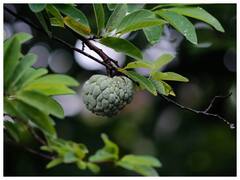 आयरन की कमी को दूर करना है तो जानें कौन सा फल खाएं, इस फल में मिलता सबसे ज्यादा आयरन