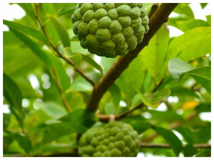 शरीफा एक ऐसा ही सुपरफूड है जिसमें फाइबर, विटामिन, एंटीऑक्सीडेंट और खनिज जैसे पोषक तत्व भरपूर मात्रा में पाए जाते हैं जो ह्रदय रोगों से बचाते हैं.
