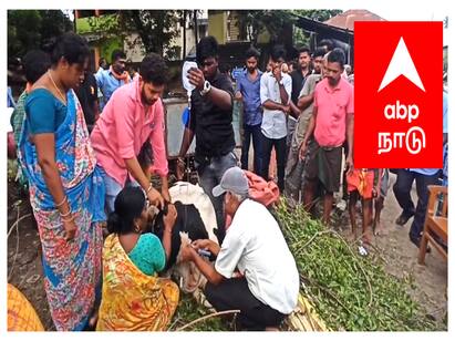 4 cows died in succession after eating garbage dumped on the roadside in Sirkazhi சாலையில் கிடந்த குப்பைகளை சாப்பிட்ட 4 மாடுகள் அடுத்தடுத்து உயிரிழப்பு - சீர்காழியில் பெரும் சோகம்