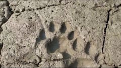 South 24 Parganas: কাদায় কার পায়ের ছাপ? আতঙ্কে কাঁটা মৈপীঠের গ্রাম