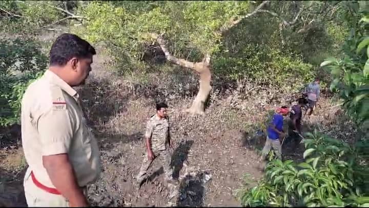 সন্ধে হলেই আতঙ্ক আরও গ্রাস করছে এমনটাই জানিয়েছেন গ্রামবাসীরা। মৈপীঠের বাসিন্দা জয়দেব পাত্র বলেন, 'পায়ের ছাপ দেখেছি। বনদফতর এসেছে। সন্ধে হলে আতঙ্ক বাড়বে। সন্ধে হলে কী হবে?'