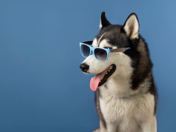 भारत में किन जानवरों को कानूनी तौर पर पालतू बनाया जा सकता है? Which animals can be legally kept as pets in India भारत में किन जानवरों को कानूनी तौर पर पालतू बनाया जा सकता है?