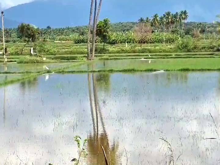 Theni: Surplus water released from ponds. More than 100 acres of farmlands were damaged near periyakulam TNN பெரியகுளம் அருகே குளங்களில் இருந்து வெளியேறிய உபரி நீர்; விளைநிலங்கள் சேதம் - விவசாயிகள் வேதனை