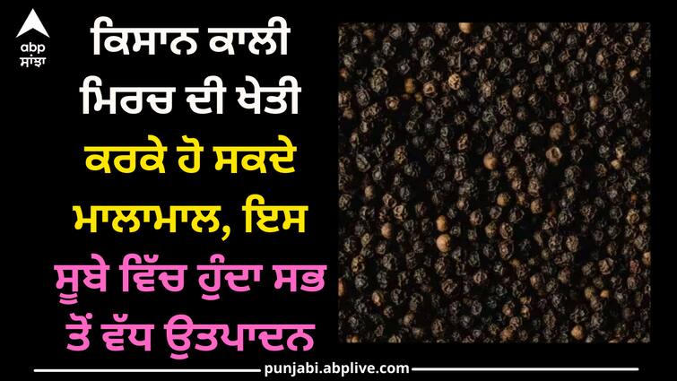 black-pepper-cultivation-makes-farmers-richer-this-state-is-a-bigger-producer-of-black-pepper Black Pepper Cultivation: ਕਿਸਾਨ ਕਾਲੀ ਮਿਰਚ ਦੀ ਖੇਤੀ ਕਰਕੇ ਹੋ ਸਕਦੇ ਮਾਲਾਮਾਲ, ਇਸ ਸੂਬੇ ਵਿੱਚ ਹੁੰਦਾ ਸਭ ਤੋਂ ਵੱਧ ਉਤਪਾਦਨ