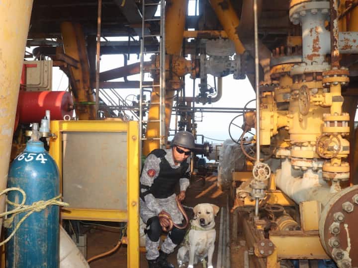 An Indian Navy sniffer dog and its handler take action in a simulated invironment to counter potential contingencies, including scenarios like terrorist intrusions or bomb threats. (Source: X/@IN_WNC)