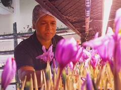 कॅन्सर झाला, किडनी निकामी झाली, पण पुण्याच्या पठ्ठ्याने हार मानली नाही, घरातच फुलवली केशर शेती  