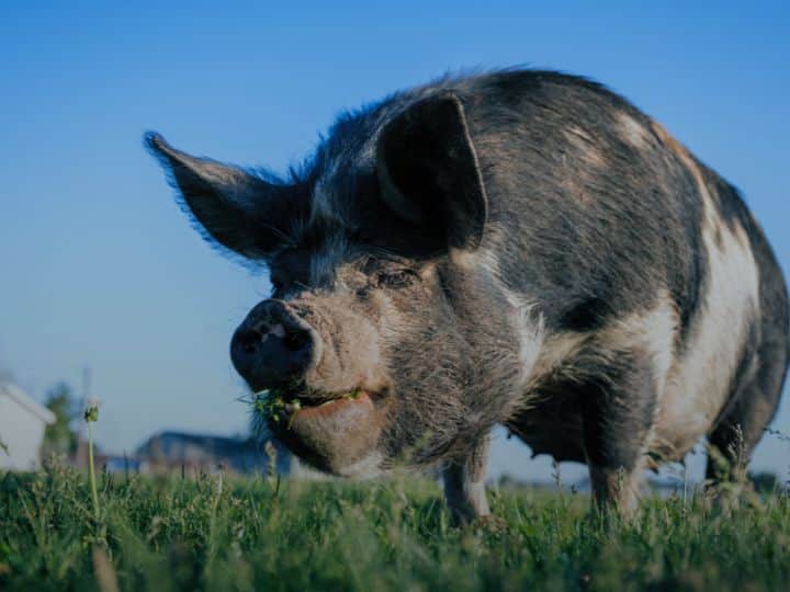 आपने सूअरों को भी देखा होगा कि ये अक्सर किसी कीचड़ या नाले में रहते हैं. इन्हे देखकर आप भी यही सोचते होंगे कि आखिर ये कीचड़ में ही क्यों रहते हैं? आइए जानते हैं.