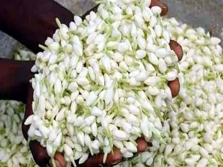 Agriculture news jasmine farming is questionable in Nilakottai in dindigul district TNN மல்லிகைக்கு பெயர்போன நிலக்கோட்டையில் கேள்விக்குறியாகும் மல்லிகை விவசாயம் - காரணம் என்ன?