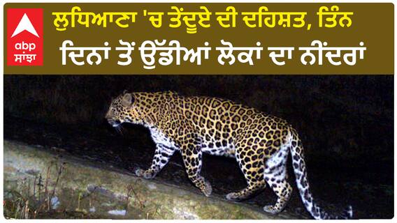 Leopard In Ludhiana | ਲੁਧਿਆਣਾ 'ਚ ਤੇਂਦੂਏ ਦੀ ਦਹਿਸ਼ਤ, ਤਿੰਨ ਦਿਨਾਂ ਤੋਂ ਉੱਡੀਆਂ ਲੋਕਾਂ ਦਾ ਨੀਂਦਰਾਂ