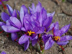 ये है दुनिया का सबसे महंगा मसाला, जानिए आप कैसे इसे घर में उगा सकते हैं