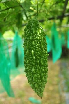 Health Tips : 'या' 3 भाज्या कडू पण आरोग्यासाठी वरदान; त्वचेसाठीही गुणकारी