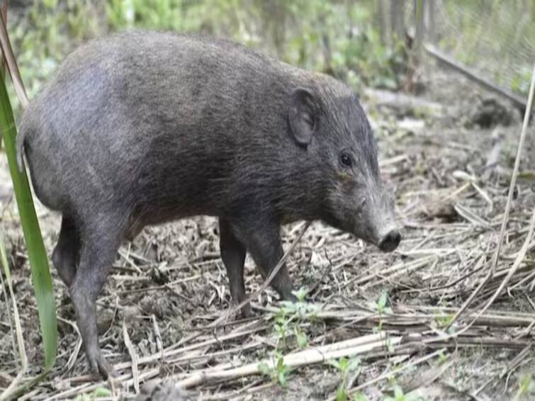 Crime: A 17-year-old boy was beaten to death for stealing a pig near Manali Crime: பன்றியை திருடியதாக குற்றச்சாட்டு! 17 வயது சிறுவன் கடப்பாரையால் அடித்துக்கொலை - என்ன நடந்தது?