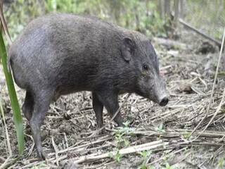 Crime: A 17-year-old boy was beaten to death for stealing a pig near Manali Crime: பன்றியை திருடியதாக குற்றச்சாட்டு! 17 வயது சிறுவன் கடப்பாரையால் அடித்துக்கொலை - என்ன நடந்தது?