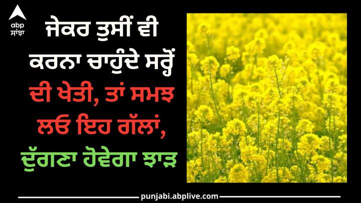 Mustard Farming: ਸਰ੍ਹੋਂ ਦੀ ਫ਼ਸਲ ਦਾ ਦੁੱਗਣਾ ਝਾੜ ਲੈਣ ਲਈ ਕਿਸਾਨਾਂ ਨੂੰ ਇੱਥੇ ਦੱਸੀਆਂ ਗੱਲਾਂ ਦਾ ਧਿਆਨ ਰੱਖਣਾ ਚਾਹੀਦਾ ਹੈ। ਨਾਲ ਹੀ ਬਿਮਾਰੀਆਂ ਤੋਂ ਬਚਾਅ ਲਈ ਦਵਾਈ ਦਾ ਛਿੜਕਾਅ ਕਰੋ।