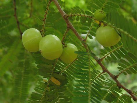आवळ्यामध्ये व्हिटॅमिन सी भरपूर प्रमाणात असते. व्हिटॅमिन सी आपली प्रतिकारशक्ती वाढवण्यास मदत करते.