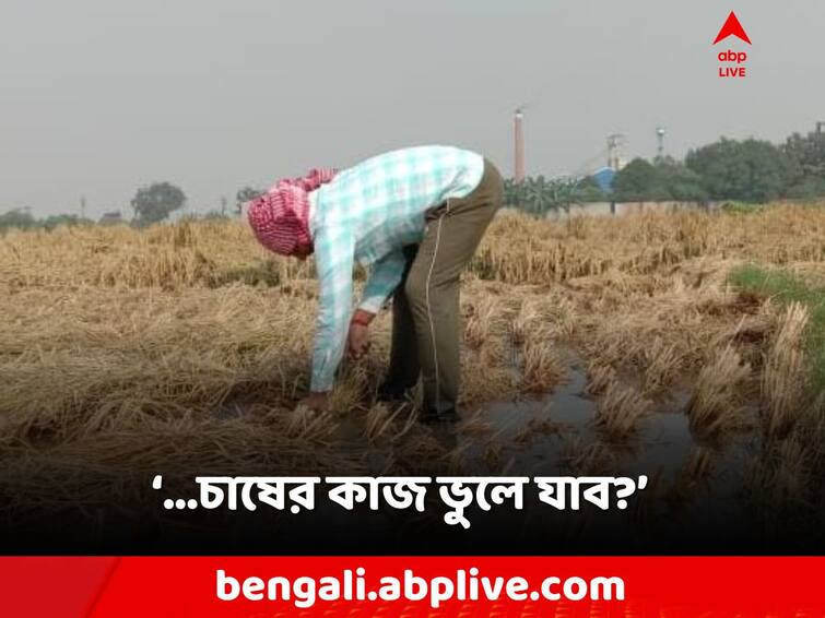 Purba Bardhaman, damage to paddy cultivation due to heavy rain, Jamalpur MLA tries to save paddy in his own land Purba Bardhaman: 'বিধায়ক তো কী হয়েছে, আমি চাষার ব্যাটা...', ধান বাঁচানোর মরিয়া চেষ্টা TMC বিধায়কের