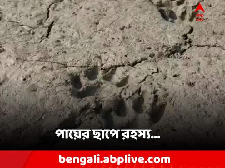 Sundarban Tiger Fear:একটা নয়, বেশ কয়েকটি জায়গায় নরম মাটির ওপর তাজা পায়ের ছাপ।