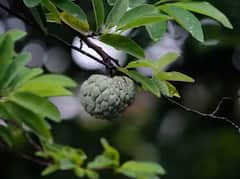 Health: ਆਇਰਨ ਦੀ ਕਮੀ ਨੂੰ ਦੂਰ ਕਰਨਾ ਹੈ ਤਾਂ ਖਾਓ ਇਹ ਫਲ, ਮਿਲਦਾ ਸਭ ਤੋਂ ਵੱਧ ਆਇਰਨ